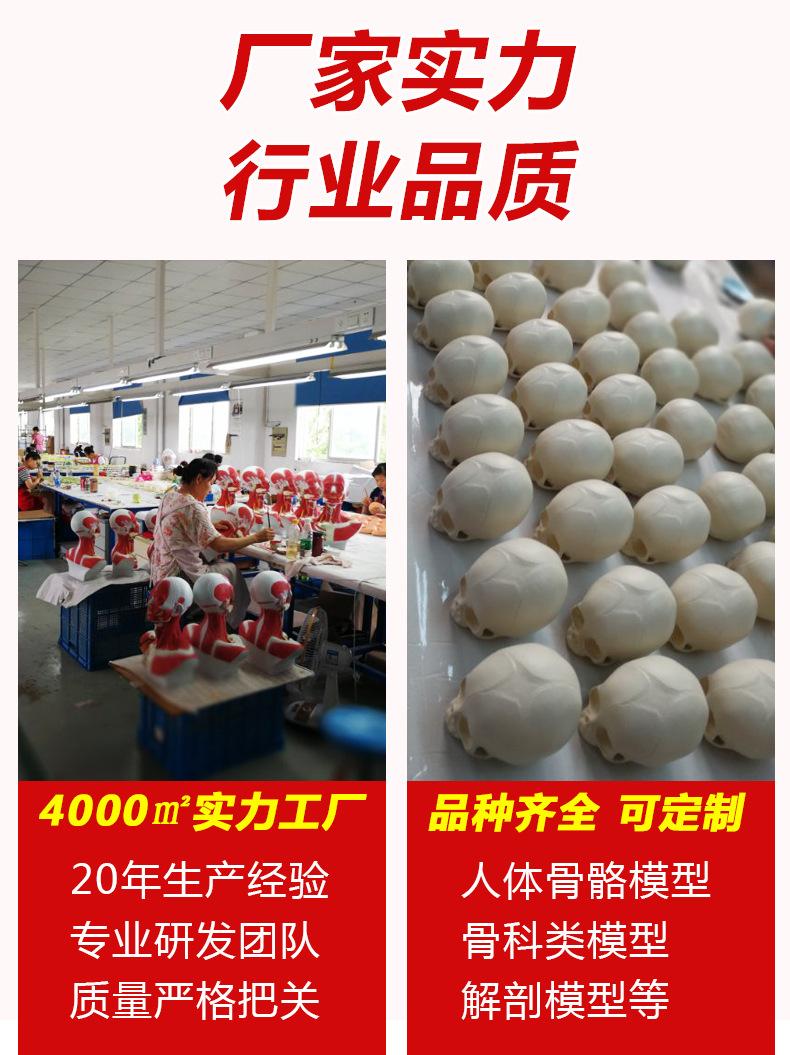 婴儿头骨模型