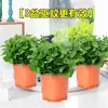 Menta Limón Maceta Romero Menta Comestible Hojas Semilleros Hierba Repelente de Mosquitos Hidropónico Fácil de Cultivar Florales Plantas Verdes de Interior