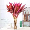 Plantas hidropónicas, una orquídea de una sola hoja en una maceta, vegetación interior popular, de hoja perenne durante todo el año, adecuada para salas de estar, plantas acuáticas fáciles de cuidar