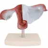 Modelo de curetagem transparente modelo de útero grande natural modelo de aumento uterino útero artificial avançado útero simulado de aborto