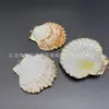 Colgante de Caracola con Borde Galvanizado de Concha Natural 3D Concha de Agua Salada Accesorios para Ropa Decorativos Hechos a Mano DIY Accesorios para Joyería