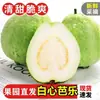 Guayaba Blanca de Corazón de Guangxi, Fruta Fresca de Temporada, Adecuada para Mujeres Embarazadas, Especial para Tiendas de Té de Frutas y Tiendas de Bebidas, Suave, Pegajosa y Dulce