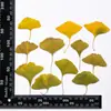 Folhas de ginkgo amarelas e verdes, flores prensadas, flores secas, folhas reais, espécimes de plantas, materiais de ensino, artesanato DIY para crianças e arte com adesivos
