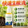 Líquido de Enraizamiento Rápido Universal para Esquejes de Plantas Verdes Trasplante Flores Árboles Agente Enraizante Fuerte para Plántulas Polvo Enraizante para Suculentas