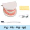 Materiais Didáticos Montessori Conjunto Infantil de Escovação e Lavagem Brinquedos Educativos de Educação Infantil Dentaduras Modelo Dental Jardim de Infância Cognitivo Dentes