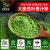 Polvo de Hierba de Trigo, Polvo de Jugo Verde, Polvo Sustituto de Comida, Materias Primas, Extracto de Cebada de Grado Alimenticio, Fabricante de Polvo de Brotes de Trigo