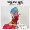 85cm Meio-Pele Meio-Músculo Anatomia Esquelética Ponto de Acupuntura Modelo do Corpo Humano Corpo Inteiro Medicina Tradicional Chinesa Diagrama dos Doze Meridianos Manequim de Cobre