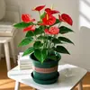 Color Soñador Rojo PalmaMelocotón Labios Color Soñador Palma, una planta hidropónica de cuatro estaciones, tolerante a la sombra y de fácil cuidado que elimina eficazmente el formaldehído