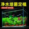 Plantas de Acuario, Decoraciones de Paisajismo con Césped Real, Plantas Aptas para Principiantes, Crisantemo Verde Ciempiés, Plantas de Sombra, Piedra Volcánica, Plantas Verdes Purificadoras de Agua