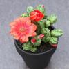 Momotaro Sin Espinas Floreciente Hermosa Columna de Astas Suculenta Cactus en Maceta Flor de Balcón Planta Verde