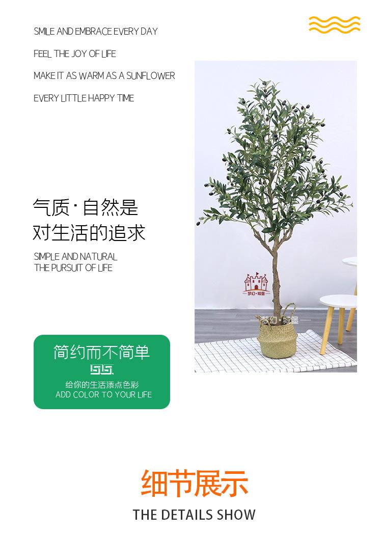 橄榄树详情_02.jpg