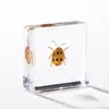 A Fábrica de Artesanato Zhongkun vende espécimes de insetos genuínos como itens decorativos, embutidos em resina de alta transparência, como brinquedos científicos educativos para crianças.