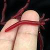 Suministro de lombriz roja suave lombriz de tierra falsa Luya con cebo integrado 3,5 cm de largo a granel equipo de pesca de carpa carpa cruciana al por mayor