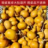 Precio Barato Venta al por Mayor de Fábrica Calabaza Cruda Natural con Imperfecciones, Calabaza Pequeña Hecha a Mano para Manualidades
