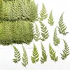 Helecho Verde Flor Seca Flor en Relieve Uñas Arte y Materiales de Belleza Flor Real Natural Planta Especimen Pegamento Materiales Hechos a Mano