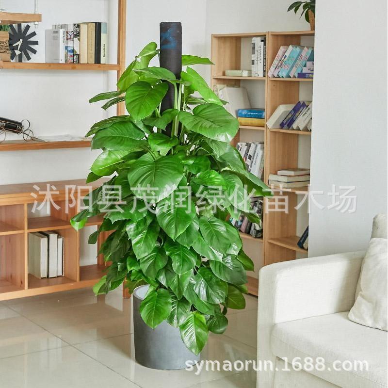 绿萝05JPG