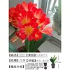 Orquídea Mariposa Monje Clivia Auténtica en Maceta Redonda con Capullos en la Sala de Estar y la Oficina Plántulas de Orquídea Florecen en Todas las Estaciones