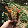 Piña Llena de Agua Linda Piña Colorida Tanque de Selva Tropical Plantas Acuáticas Ecológicas de Agua y Tierra Tanque para Reptiles Paisajismo Plantas Comunes