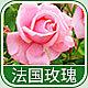 2788 - 法国玫瑰香精
