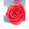 Flor de Jabón de 5 Capas Cabeza de Flor Grande Flor de Rosa Día de San Valentín Día de la Madre Ramo de Flores de Jabón Caja de Regalo Decoración DIY