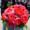 Balcón de Jugo Planta en Maceta Rosa con Capullos Florece Todo el Año Flor de Rosa Rosales Fáciles de Cultivar con Aroma Frutal