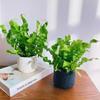 Helecho Nido de Pájaro de Fuego Estilo Escandinavo Tolerante a la Sombra Plantas para Sala de Estar Plantas Verdes para Oficina Macetas Absorción de Formaldehído Antirradiación