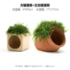 Aquário Musgo Terrário Planta Aquática Paisagismo Planta Real Tanque de Esconderijo para Peixes e Camarões Casa de Camarão Pequeno Ornamento Casa de Esconderijo para Criação de Peixes Pequenos