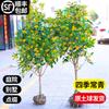 Una pieza de plantones de osmanthus, osmanthus dorado de agosto, osmanthus, patio, casa grande, plantas en maceta resistentes al frío, cuatro