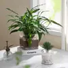 Aquário Quadrado Transparente Vaso de Flores para Plantas Verdes Hidropônicas, Copo Quadrado de Suculenta Palmeira Branca Arranjo de Flores Vaso de Flores Hidropônico Ornamento Criativo de Mesa