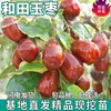 Mudas de Jujuba Hetian de Peça Única para Dropshipping para Plantio em Jardins do Norte e do Sul, Mudas de Jujuba Crocante Doce Enxertadas em Vasos de Árvore Frutífera Extra-Grande