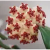 Muda de Orquídea Phalaenopsis em Vaso Planta Verde Clorofito Planta de Casa Florindo Todas as Estações Sempre Verde Interior Trepadeira Perfumada