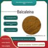 Extrato de Scutellaria Baicalensis com Múltiplas Especificações, Glicosídeos de Scutellaria Baicalensis, Também Disponível em Múltiplas Especificações, 100g/Saco com Frete Grátis