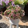 Semillas de Petunia Colgante Importadas, Plantas de Maceta de Petunia Colgante Fáciles de Cultivar, Semillas de Flores para Todas las Estaciones, Tasa de Germinación 80%