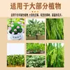 Dongtai Aimeile 24-Brassinolida Promueve el Desarrollo de Raíces en Cultivos y Regulación del Crecimiento de Plantas con Clorofila