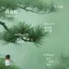 Líquido de Relleno de Aceite Esencial de Plantas de Aromaterapia de 15 ml para Difusor de Piedra de Yeso, Adornos Aromáticos, Especializado para Uso en Interiores, Fragancia de Alta Gama y Larga Duración