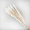 Pequeno Reed Pampas Flores Secas Naturais Buquê Imortal Feito à Mão Decoração DIY Arranjo de Casamento Atacado Transfronteiriço
