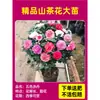Camelia Xiangfei en maceta con brotes, flor roja de cinco colores, fácil de cultivar en interiores, florece en cualquier estación.