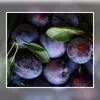 Bebida de Frutas com Fibra Prebiótica Top 500ml Garrafa Única, Dropshipping Disponível, Loja de Conveniência, Temperatura Ambiente, Pacote Familiar, Caixa Fechada de Bebidas