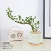 Baoshi Nieve de junio maceta hidropónica bonsái forma de acantilado oficina interior mesa fácil de cuidar plantas de follaje mesa de centro agua
