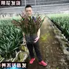 Moran planta em vaso empresa preto Phnom Penh Montanha Jinhua Flor de orquídea de Ano Novo sala de estar varanda folha larga orquídea perfumada perene o ano todo