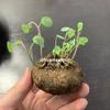 El Oro No Cambia, No Tolera Plantas de Raíz Suculenta, Pequeñas Enredaderas Trepadoras, Tortugas de Montaña de Vid Roja