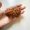 Noz para Artesanato, Entalhe de Noz em Barraca de Rua com Padrões de Unicórnios Pareados, Noz para Prática