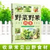Guía Ilustrada para Identificar Verduras y Bayas y Sus Usos Medicinales: Un Libro sobre los Tipos y Beneficios de las Verduras y Bayas Silvestres para la Recolección al Aire Libre