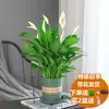 Planta en Maceta de Anturio Rojo Hidropónico, Planta de Flor de Interior, Anturio Blanco de Oficina, Flor Purificadora de Aire Cultivada en Agua