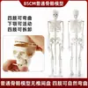 Modelo de Esqueleto Humano Adulto de Cuerpo Completo, Estructura Muscular y Ósea, Columna Vertebral Desmontable, Yoga para Principiantes, Calavera, Ayuda Didáctica