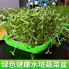 Placa de plántulas de brotes, cultivo hidropónico en balcón sin suelo, fábrica directa, brotes de soja, papel, maceta para plántulas de vegetales, maceta hidropónica