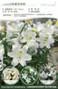 Bulbos de Lírio de Outono de Floração Dupla, Mudas de Flores de Floração Simples, Lírios Perfumados Comprados Diretamente da Holanda, Canhão de Ferro, Plantas de Vaso para Iniciantes do Pátio Karie