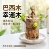 Planta com Flores de Madeira Brasileira, Mini Figura do Groot Cultivada em Água, Árvore da Sorte Hidropônica, Planta de Interior Fácil de Cuidar, Flor da Pessoa Preguiçosa, Planta Verde, Planta em Vaso