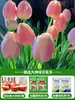 Tulipanes Hidropónicos al por Mayor 5 Grados Bulbos Grandes Resistentes al Frío para Invierno Interior/Exterior Fáciles de Cultivar para Principiantes Flores en Maceta Plantas