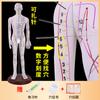 62 cm Acupuntura Colorida Acupuntura Modelo do Corpo Humano Meridiano Acupontos Modelo Figura Corpo Inteiro Medicina Chinesa Doze Agulhas Exercício Pequeno